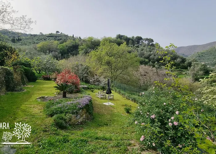 Barbara Tra Gli Ulivi * Diano Arentino